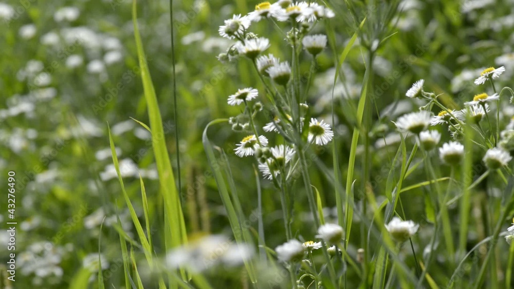 Sunny chamomile flowers close-up Sunny chamomile flowers close-up