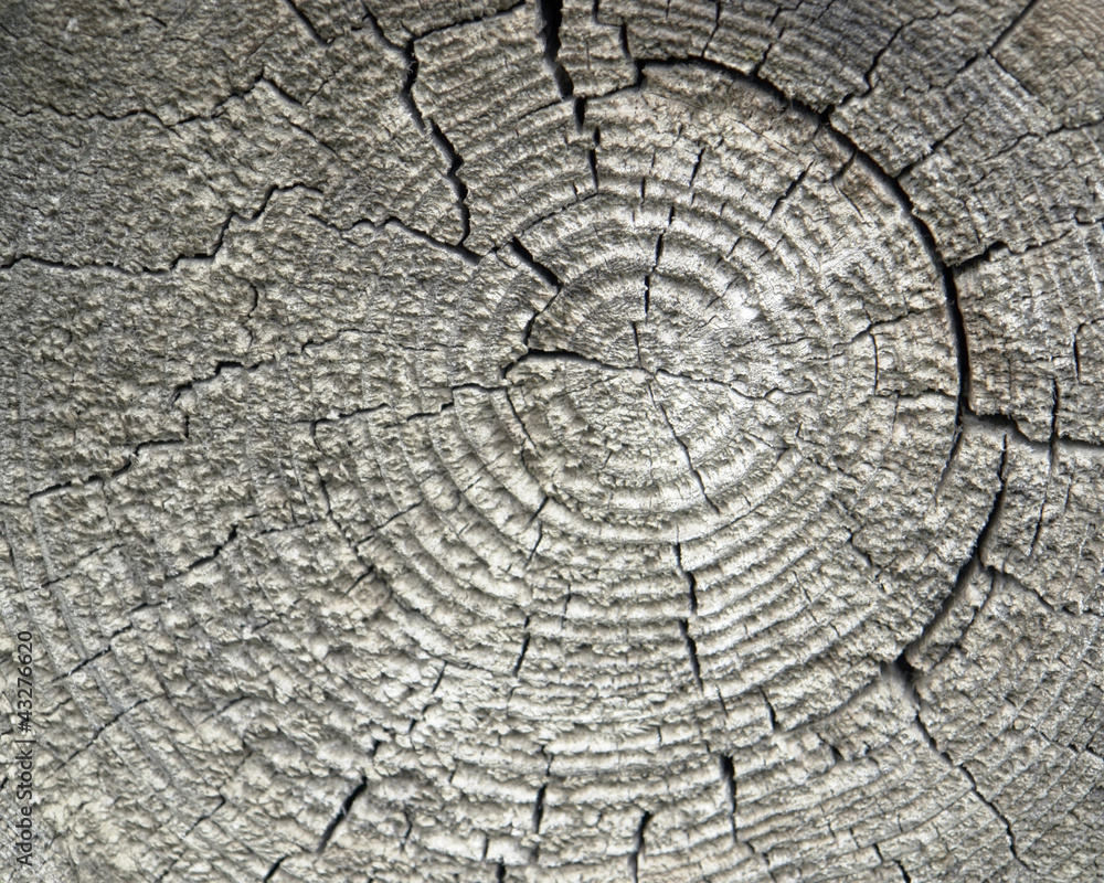 Fototapeta premium weathered wood