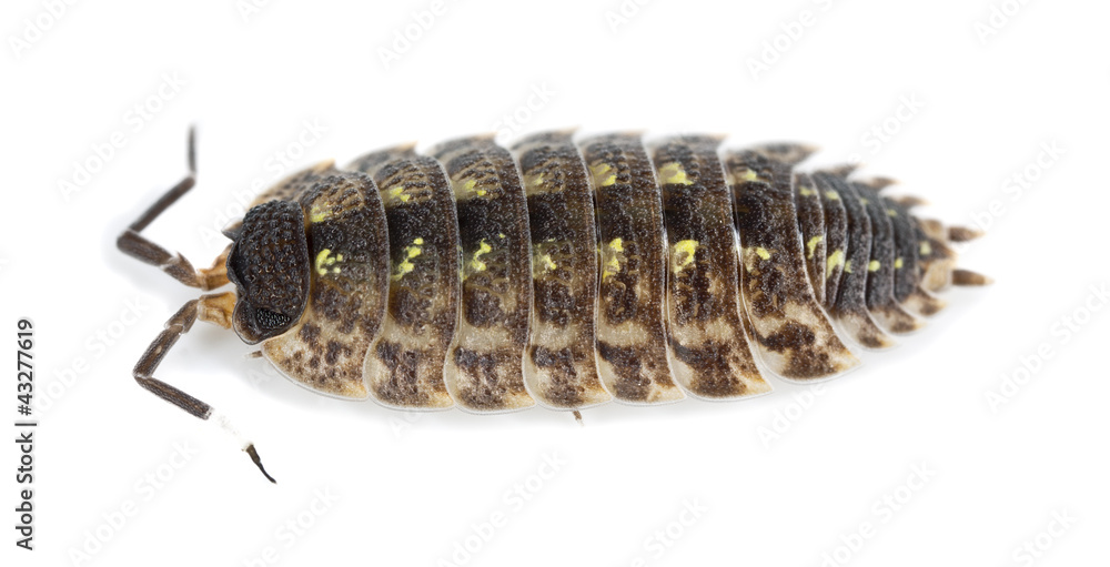 Woodlouse isolated on white background, macro photo Woodlouse isolated on white background, macro photo