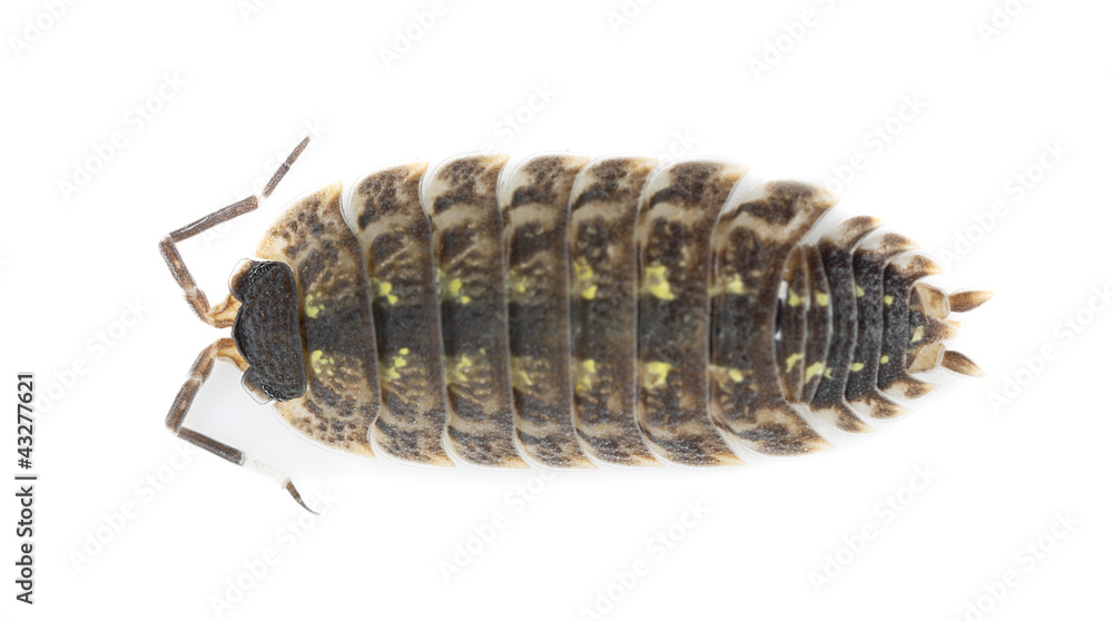 Sow bug isolated on white background, high magnification