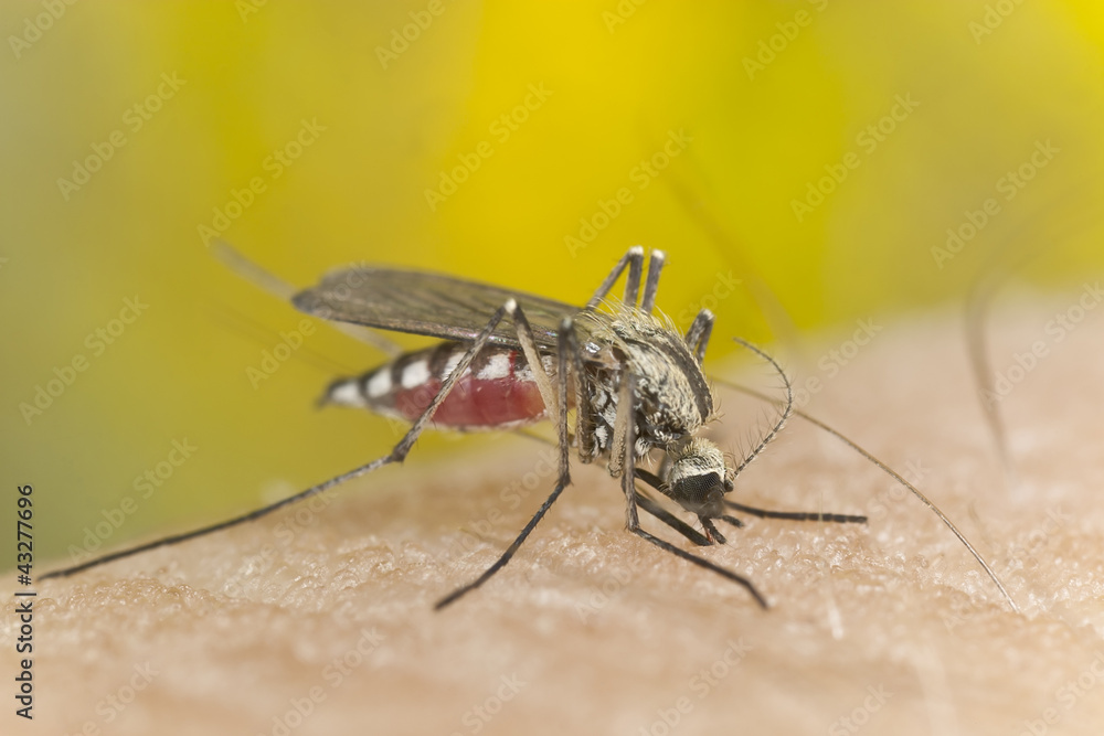 Fototapeta premium Mosquito sucking blood, extreme close-up with high magnification
