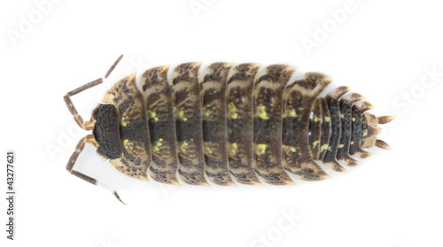 Sow bug isolated on white background, high magnification