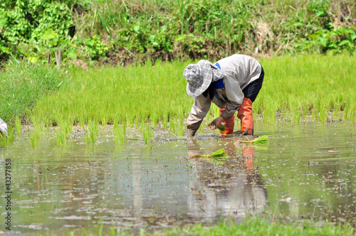 rice seedling transplanting.