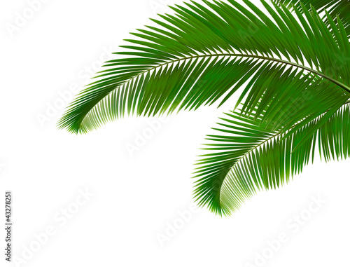 Palm leaves on white background. Vector.