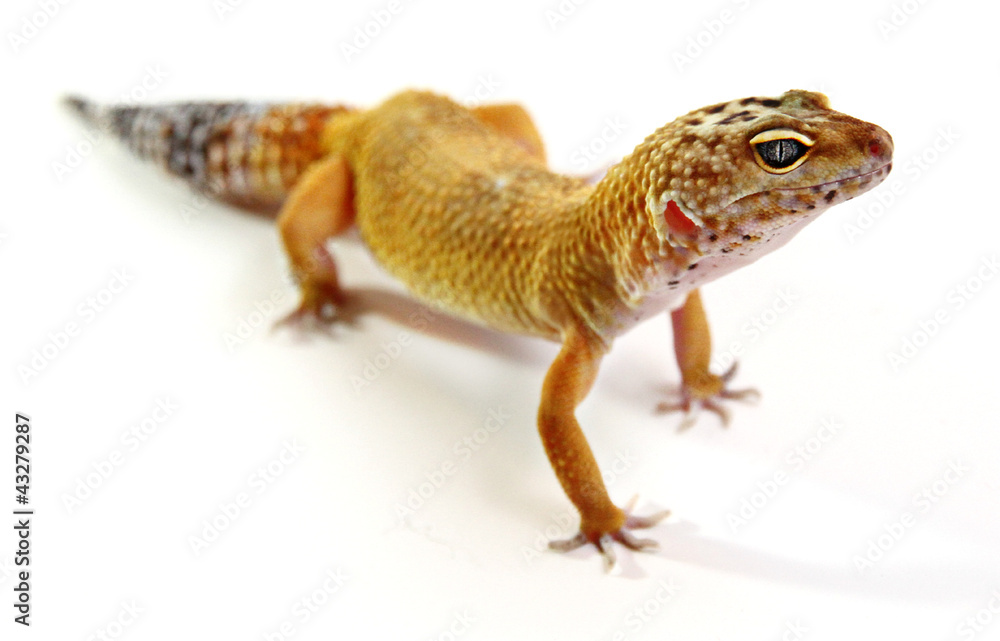 Leopard Gecko Leopard Gecko
