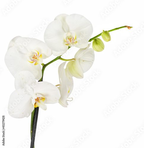 White orchid © olinchuk