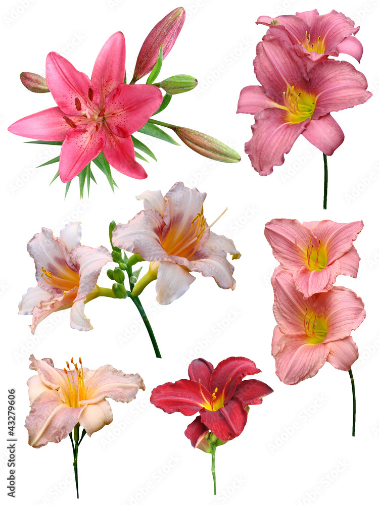 Obraz premium Lily flowers collection on a white background, isolated