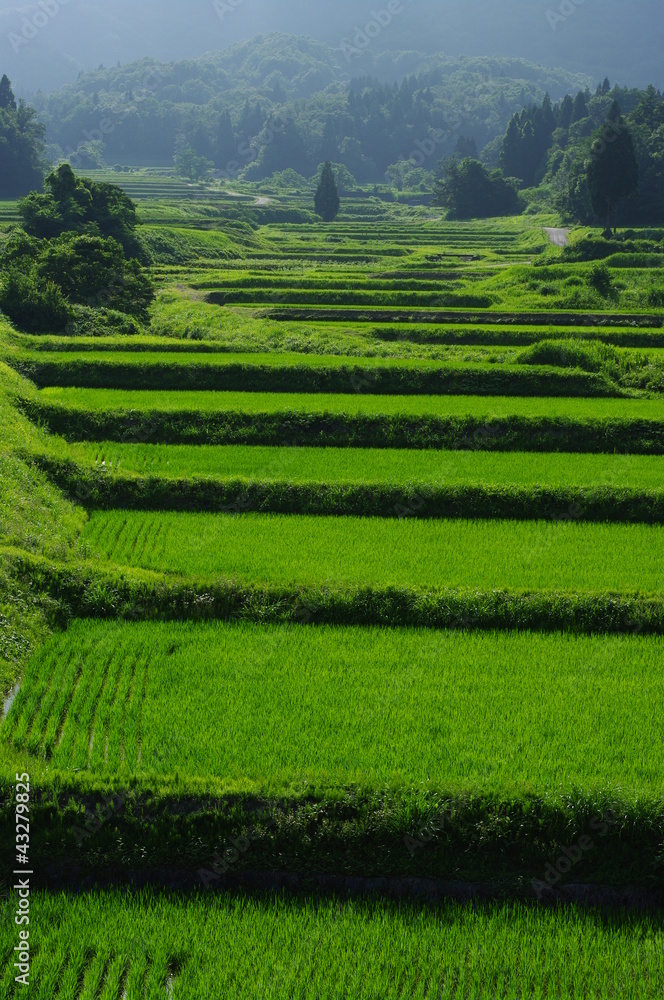 棚田 棚田