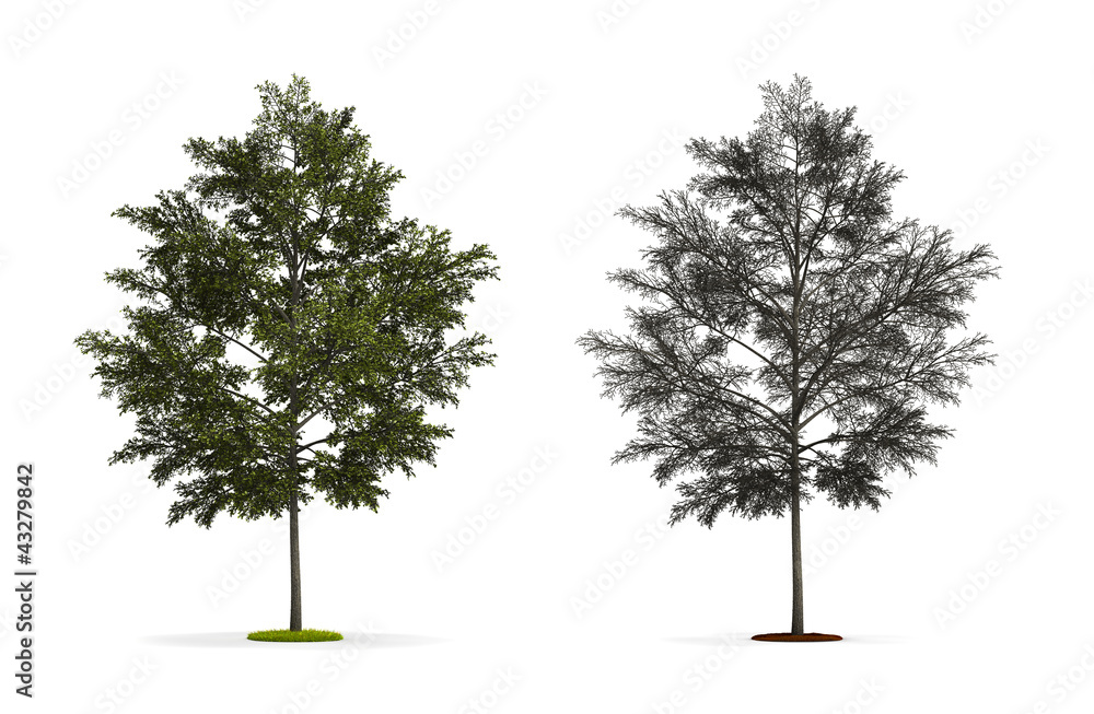 Obraz premium Tulip Tree.