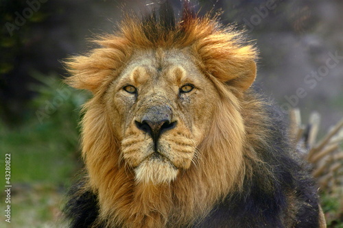 Fotografie Portrait of a male lion (Panthera Leo)