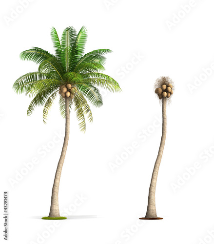 Coconut Palm Tree.