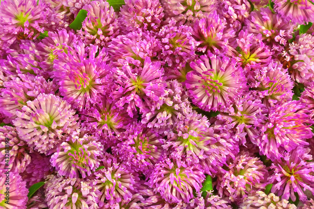 The texture of the pink clover The texture of the pink clover