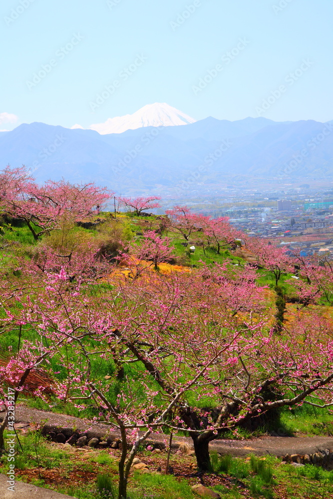 Fototapeta premium Peach tree and Mt. Fuji
