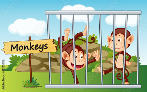 monkeys in cage