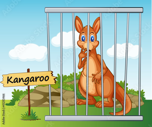 kangaroo in cage