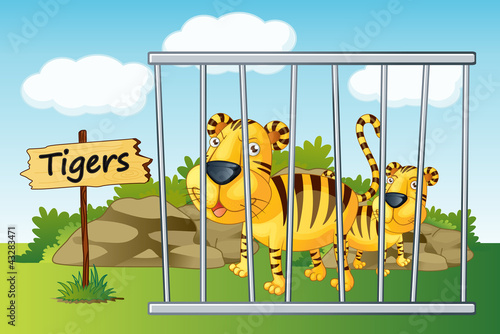 tiger in cage