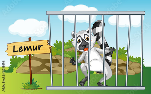 lemur in cage