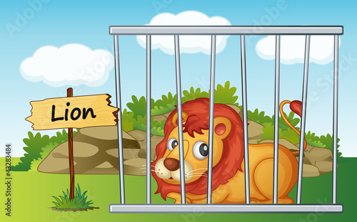 lion in cage photo