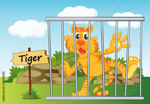 tiger in cage