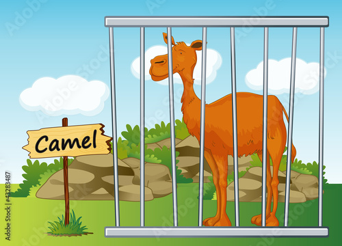 Camel in cage