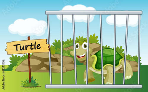 tortoise in cage