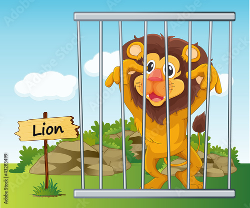 lion in cage