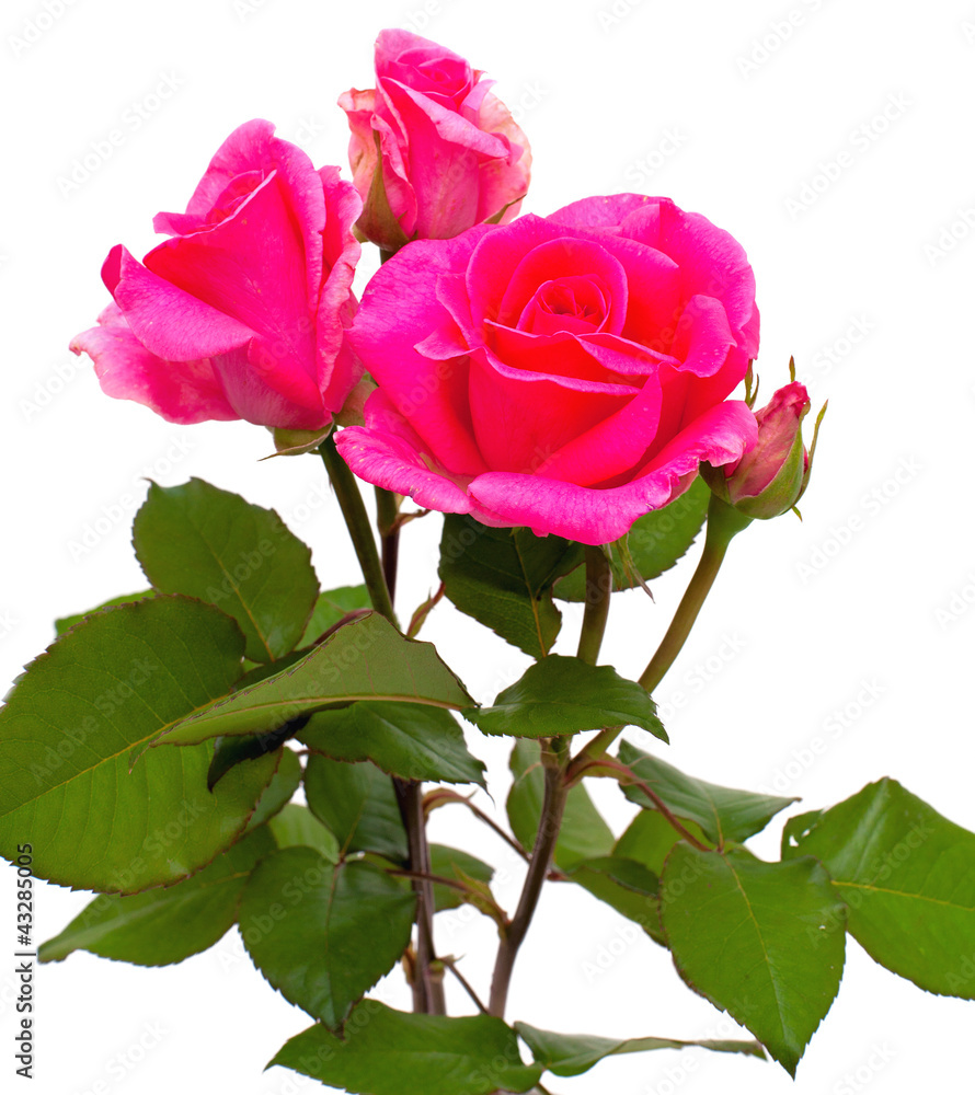 Fototapeta premium pink fresh roses