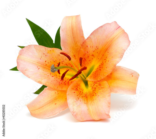 Fototapeta Naklejka Na Ścianę i Meble -  pink and yellow lily