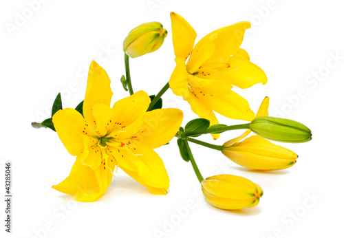 Fototapeta Naklejka Na Ścianę i Meble -  yellow lily flower