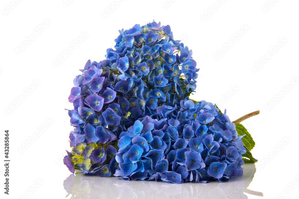Obraz premium Blue Hydrangea