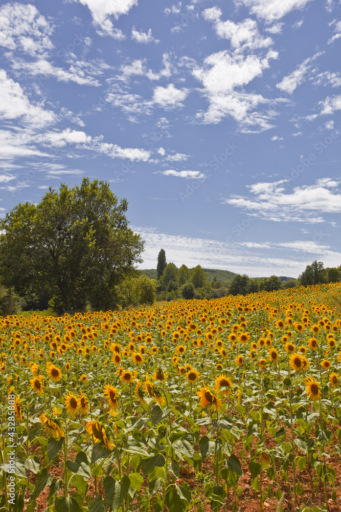 A field of sunflowers in the Tarn area of France.