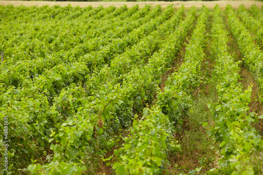 Vineyard in the France Vineyard in the France
