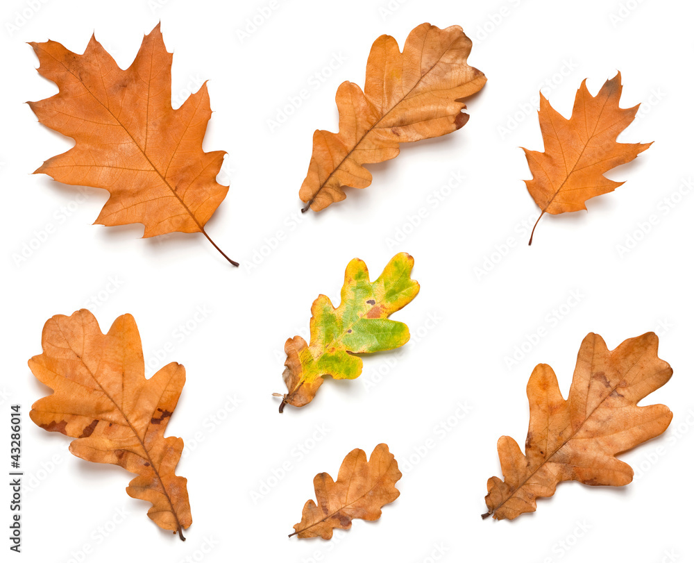 Oak leaves