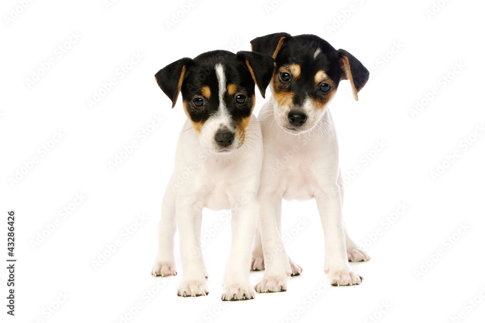 Jack Russell Terrier