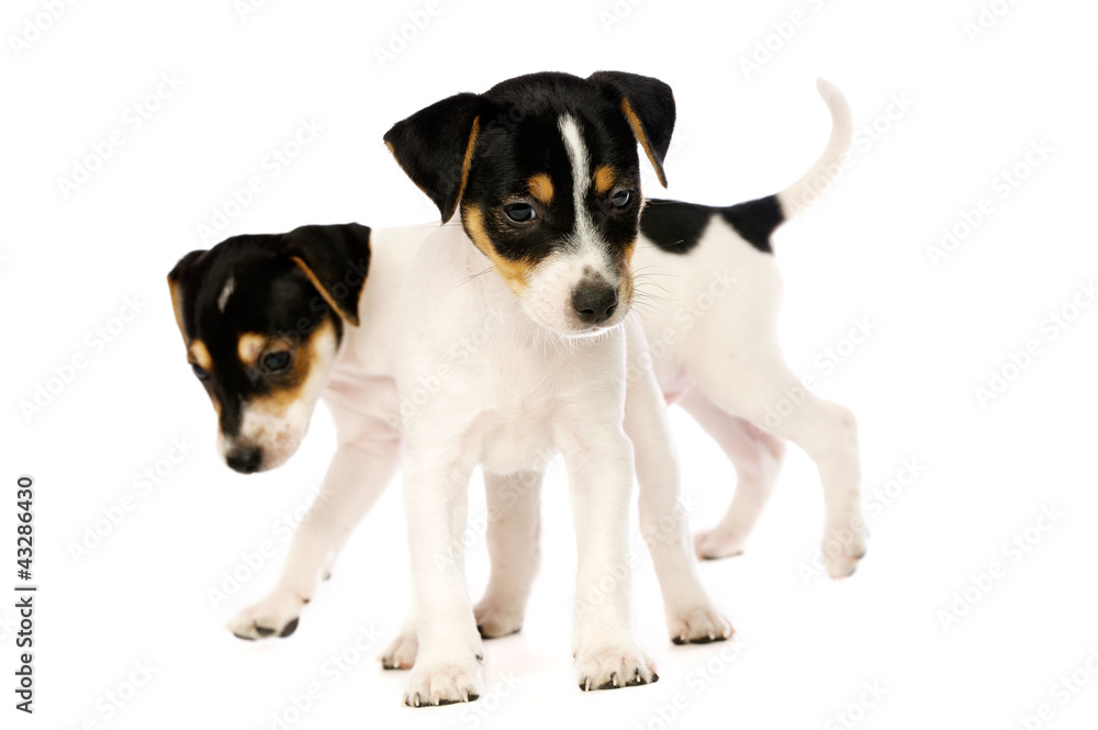 Jack Russell Terrier