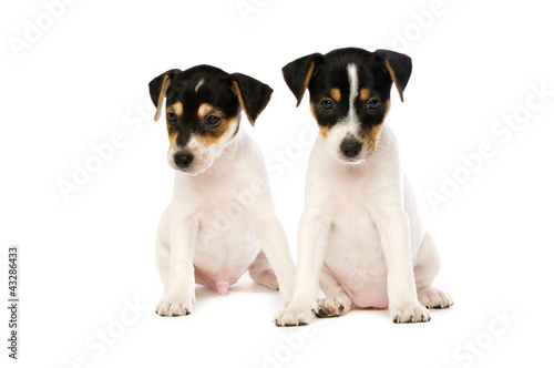 Jack Russell Terrier