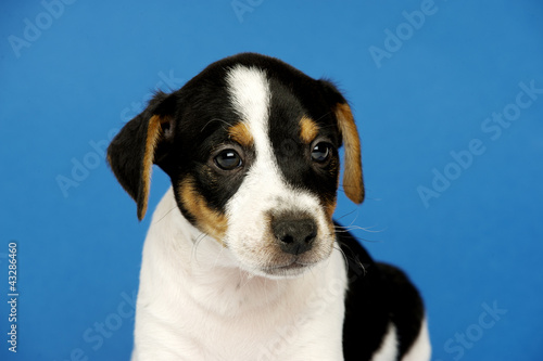 Jack Russell Terrier