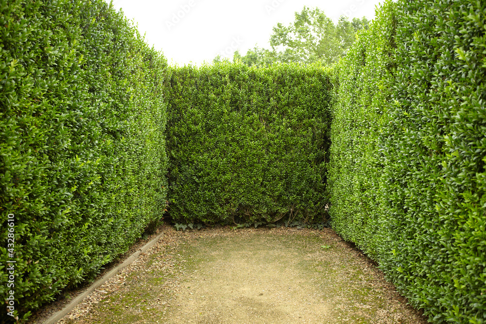 Fototapeta premium geometric pattern of green hedge flowerbed