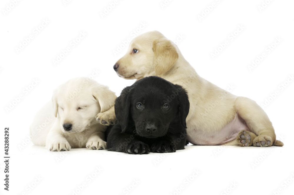 Golden and Black Labrador Puppies