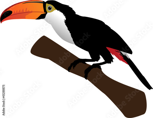 Beautiful toucan on branch