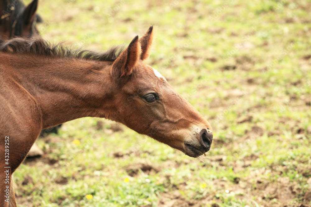 young foal has his first steps in the meadow