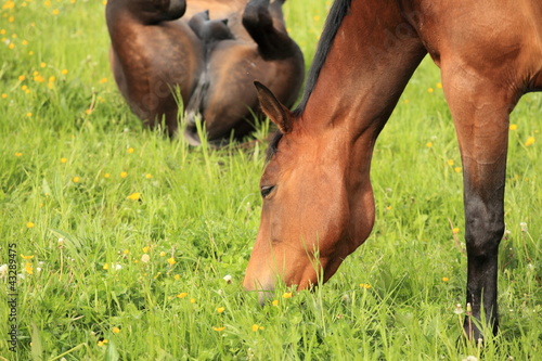close-up of head of horse eating grass