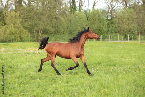 horse galloping in a meadow in spring