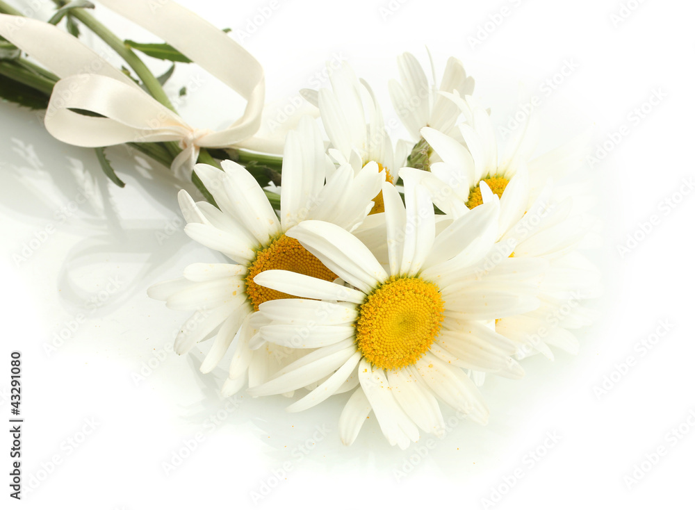 Obraz premium beautiful daisies flowers isolated on white