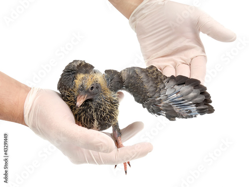 Veterinarian hand and wing of a pigeon