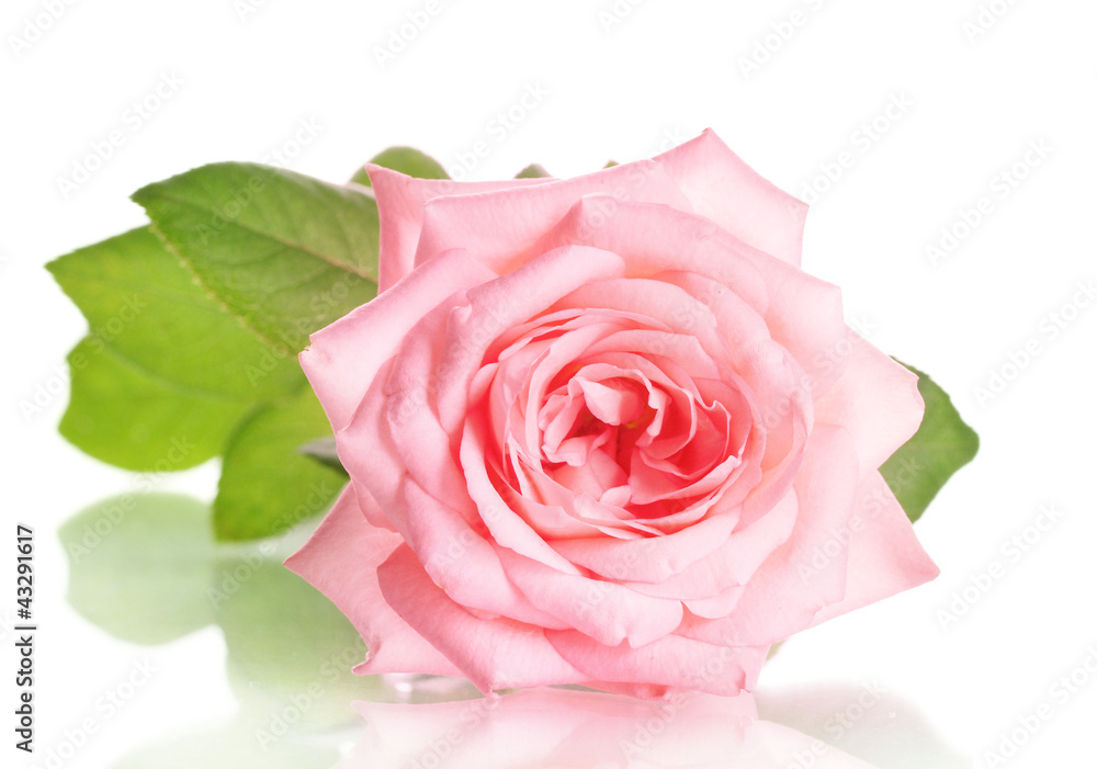 Pink rose isolated on white. Pink rose isolated on white.