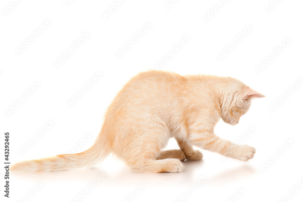 Playful kitten isolated on white