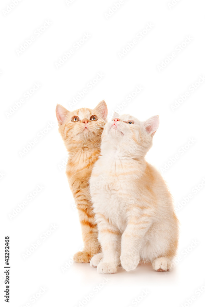 Two kittens looking up, isolated on white