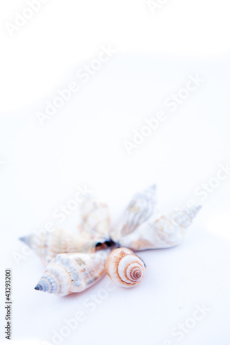 Shellfishes forming a circle photo