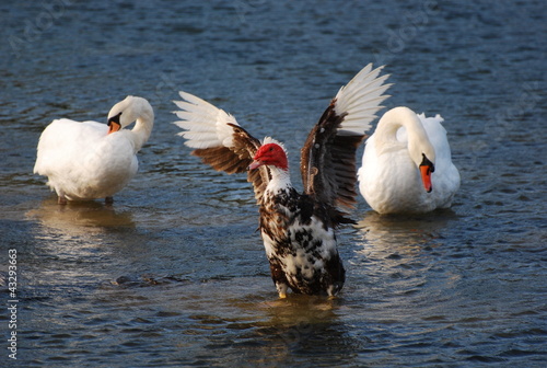 Canard de barbarie et cygnes